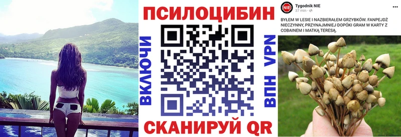 Псилоцибиновые грибы Psilocybine cubensis  Новозыбков 